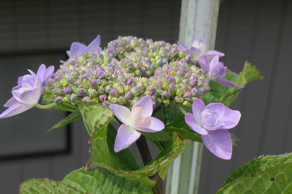 P1045896 　助けてもらっていいんですよ