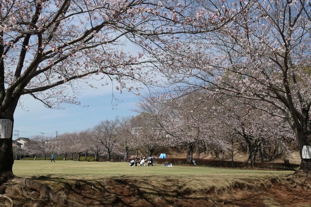 P1023514　桜咲く公園で