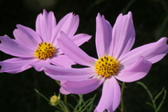 P1069292　秋桜