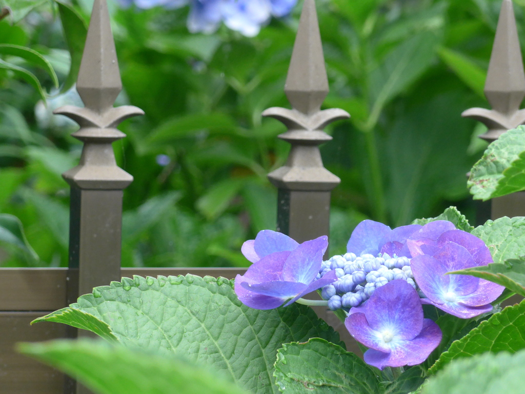 P1170155　残り花