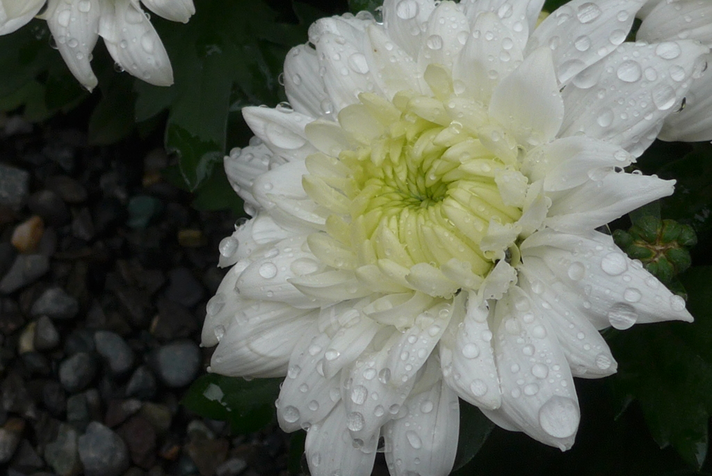 P1120370　「菊まつり」にて