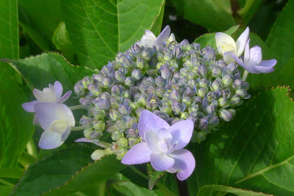 P1220918　はじまり