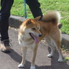 P1220779　柴犬君