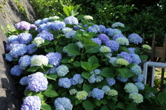 R0352390　紫陽花