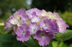 R0353117　紫陽花