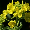 P1035090　菜の花