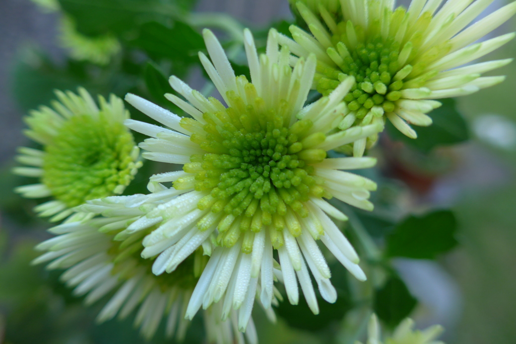 菊