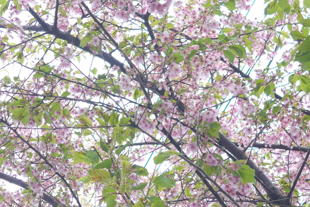 P1370728　葉桜