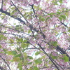 P1370728　葉桜