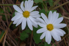 野菊