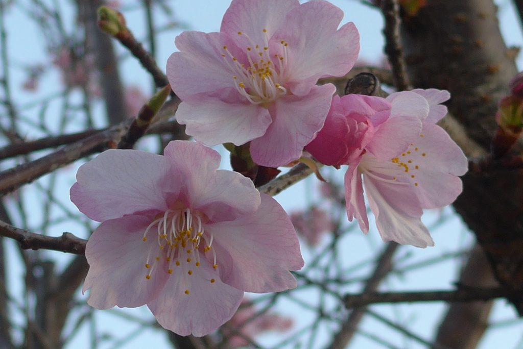 P1250920　河津桜