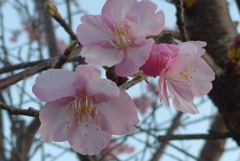 P1250920　河津桜