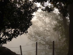P1180820　霧の朝