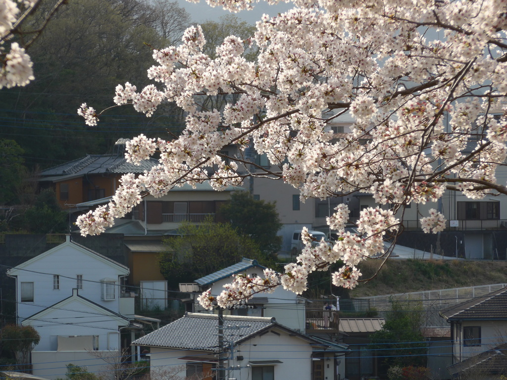 P1080129　町と桜