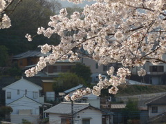 P1080129　町と桜
