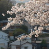 P1080129　町と桜