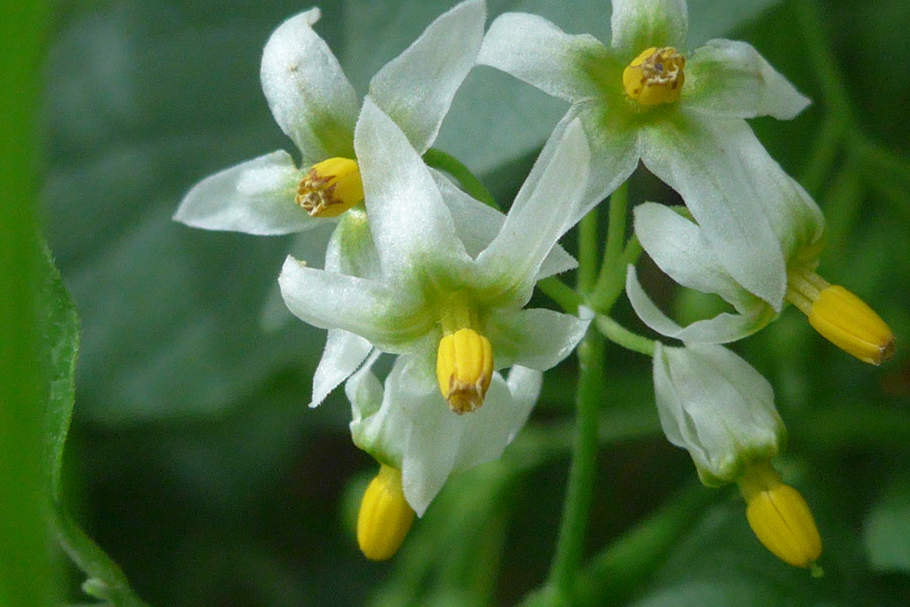 P1310535　路傍の花