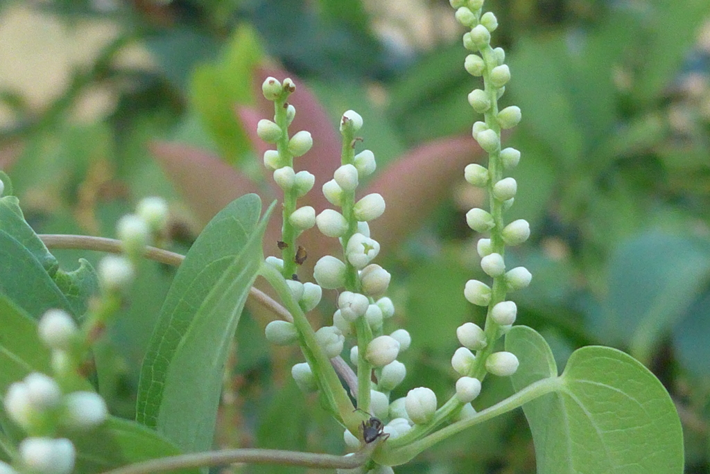 P1240365　山芋の花