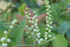 P1240365　山芋の花