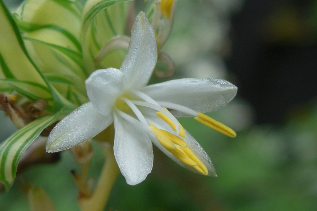 P1270704　お花も見て