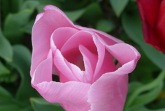 P1210753　愛の芽生え（花言葉）