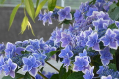 P1360096　コンペイトウ