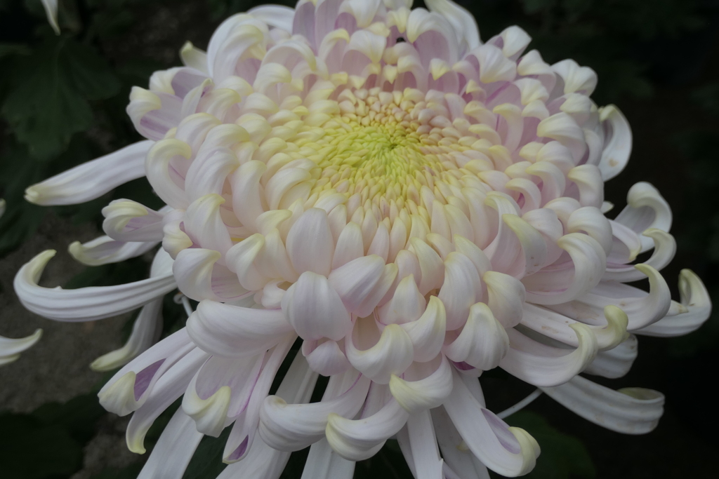 P1069473　菊
