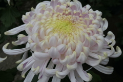 P1069473　菊
