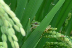 P1360720　かくれんぼ