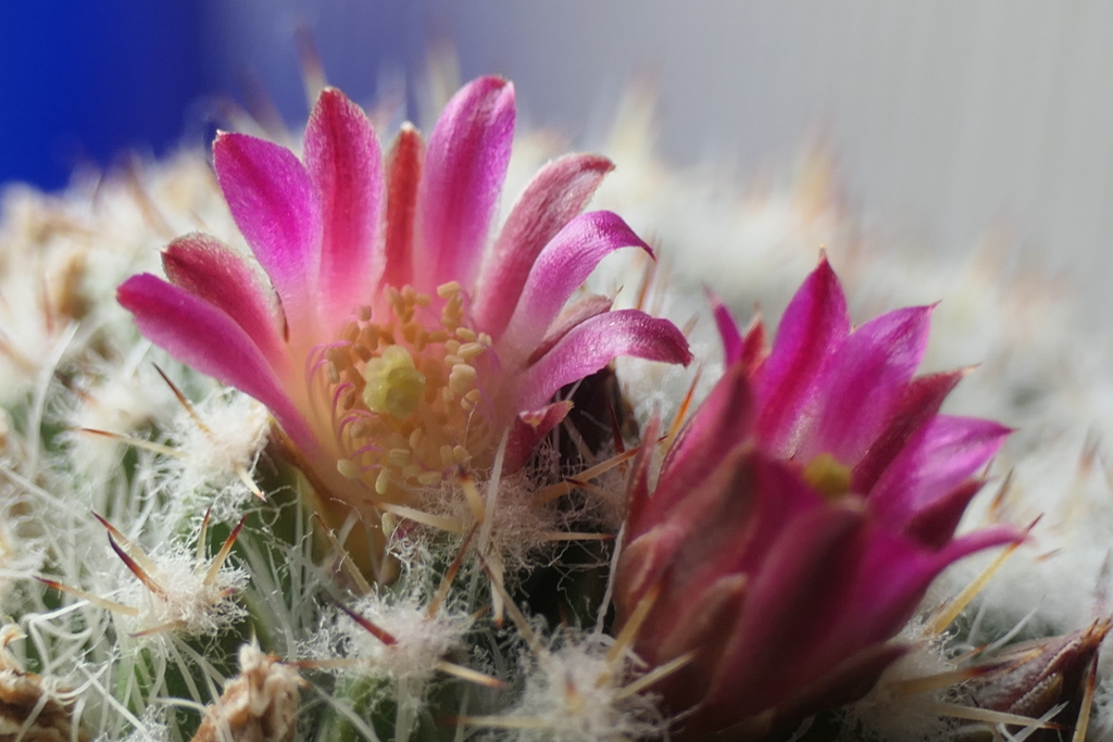 P1080021　サボテンの花