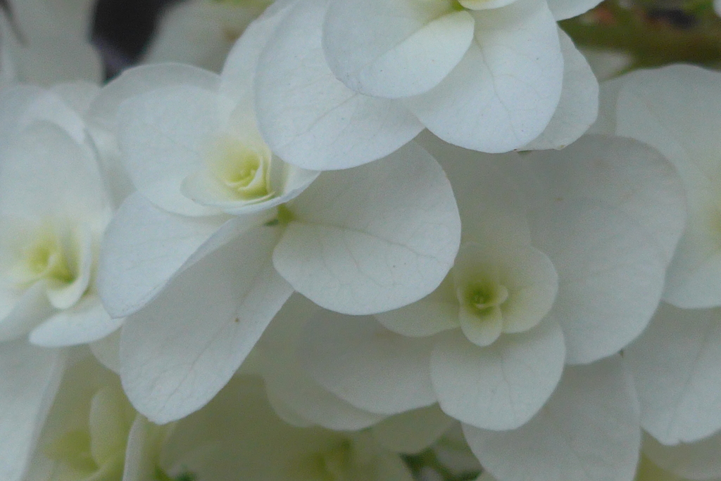 P1300417　カシワバアジサイ