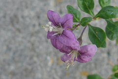 P1180649　野の花