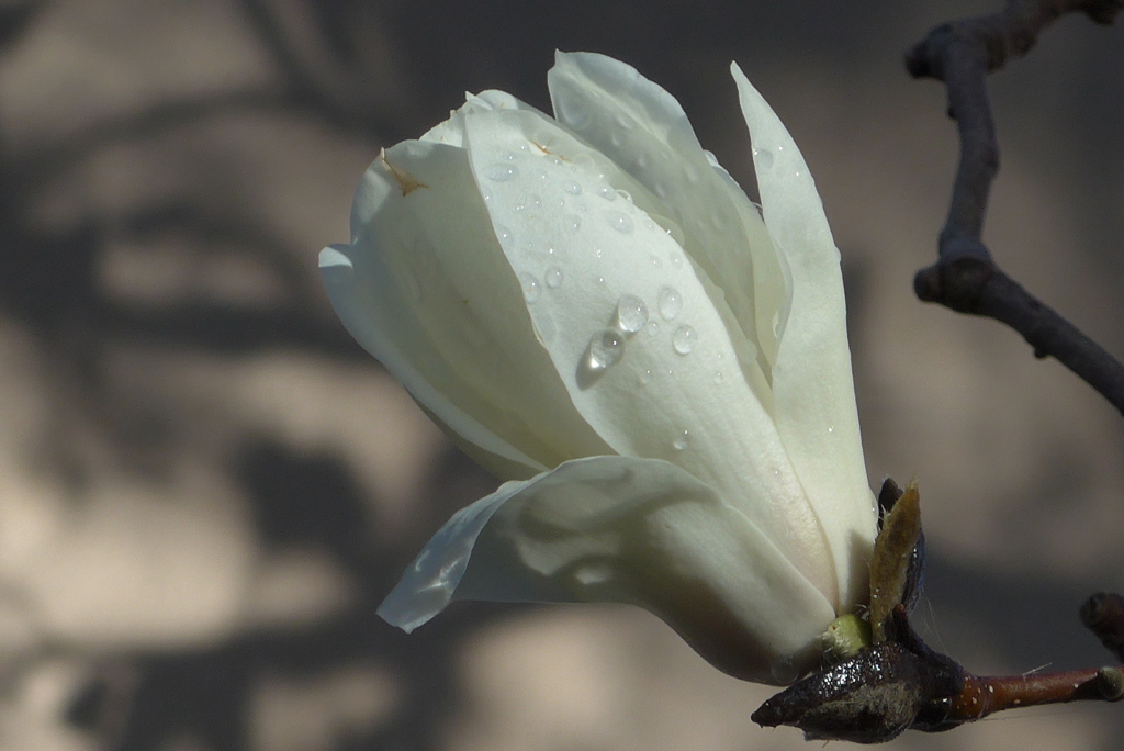 P1200734　気高さ（花言葉）