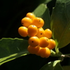 P1034736　恵まれた才能（花言葉）