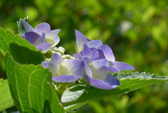 P1270563　アジサイ