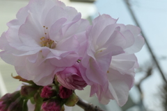 P1001365　八重桜