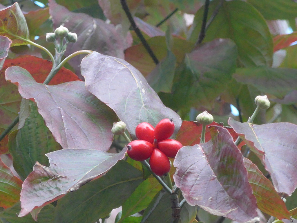 P1180914　ハナミズキ