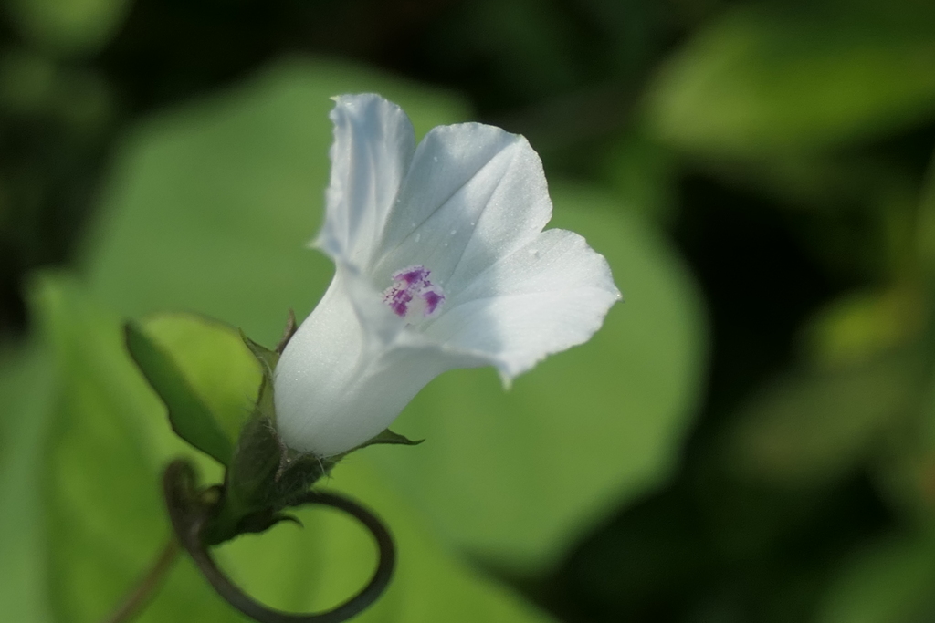 P1034514　マメアサガオ