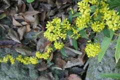 P1069522　野の花