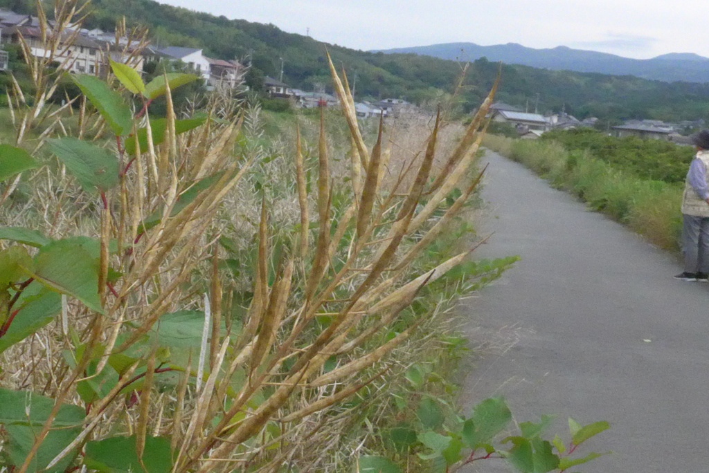 P1330158　初夏の散歩道