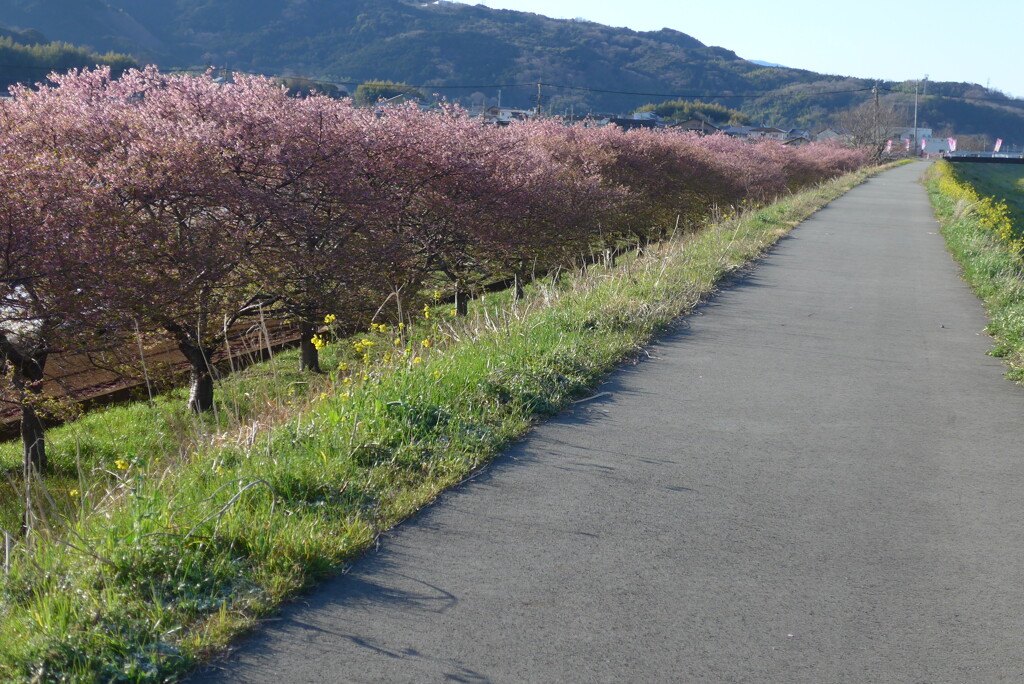 P1340982　河津桜の散歩道