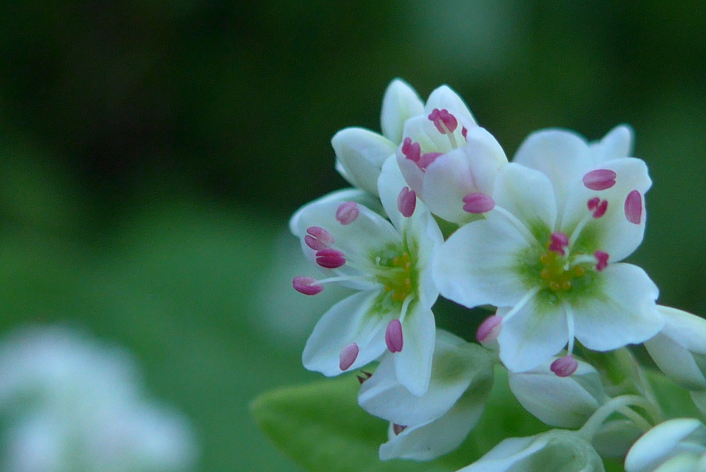 P1280453　ソバの花