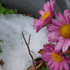 P1070112　雪と…
