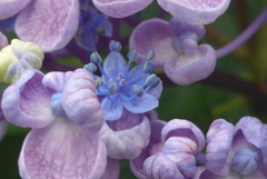 P1300612　おたふくさんの花