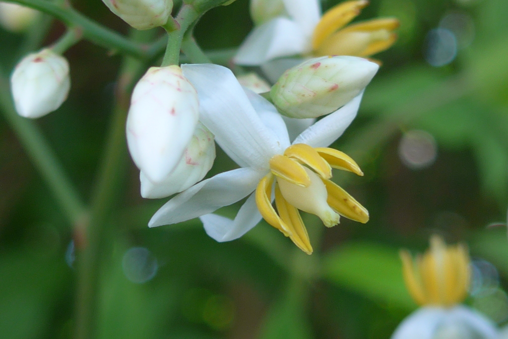 P1350945　ナンテンの花