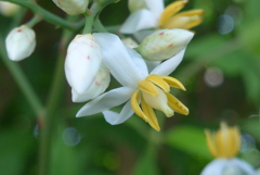 P1350945　ナンテンの花