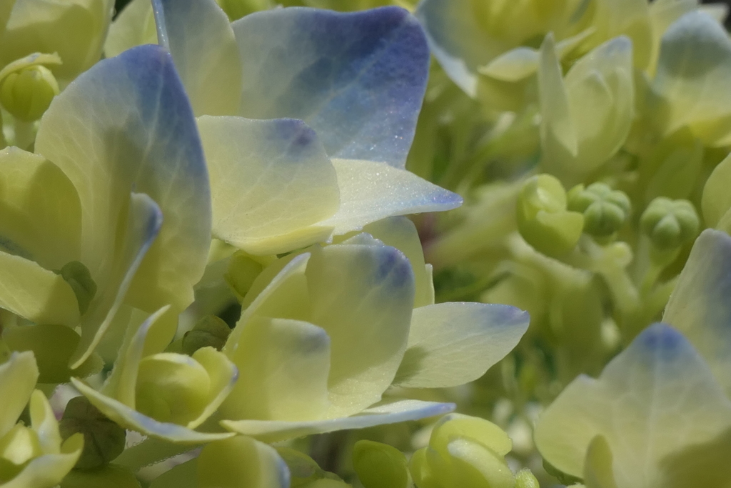 P1023732　咲き始めた頃