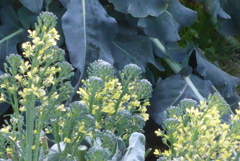 P1250907　ブロッコリーの花