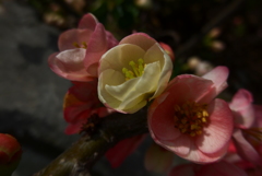 P1140046　木瓜
