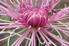 P1069471　菊